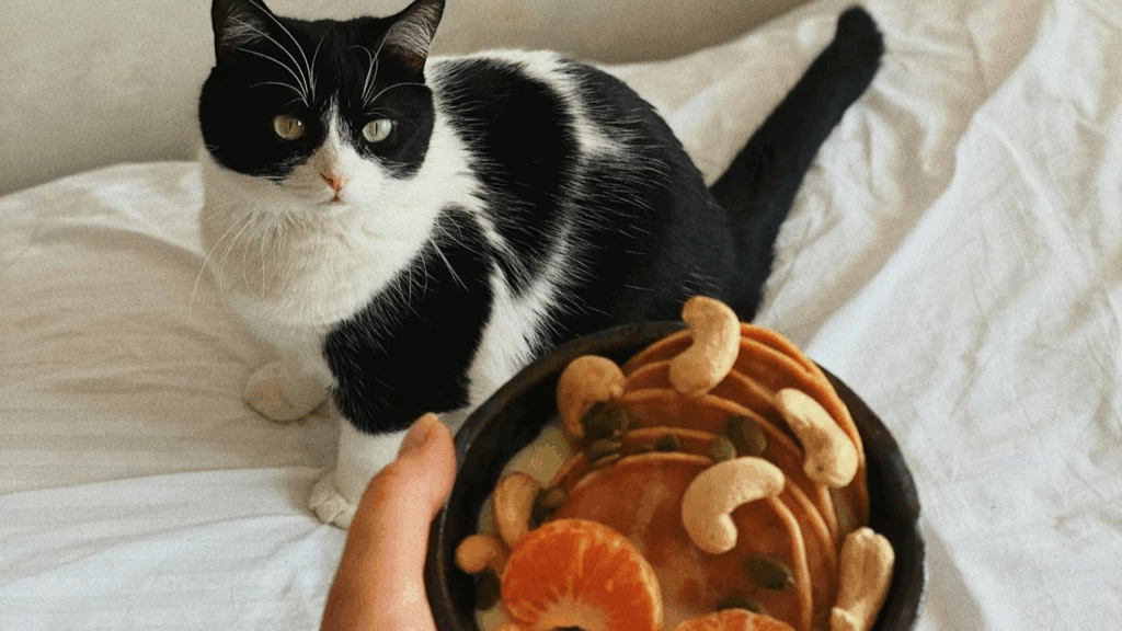 Macadamia Nuts for cat