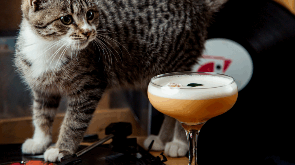Cat with glass of alcohol