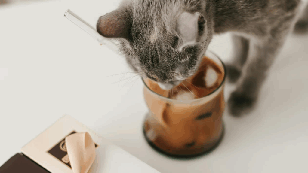 Cat drinking coffe