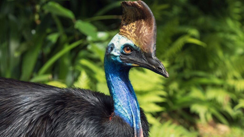 Cassowary