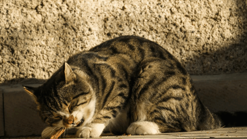 Cat eating piece of bone