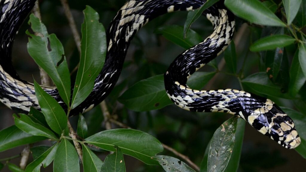 Harmless Chicken Snake