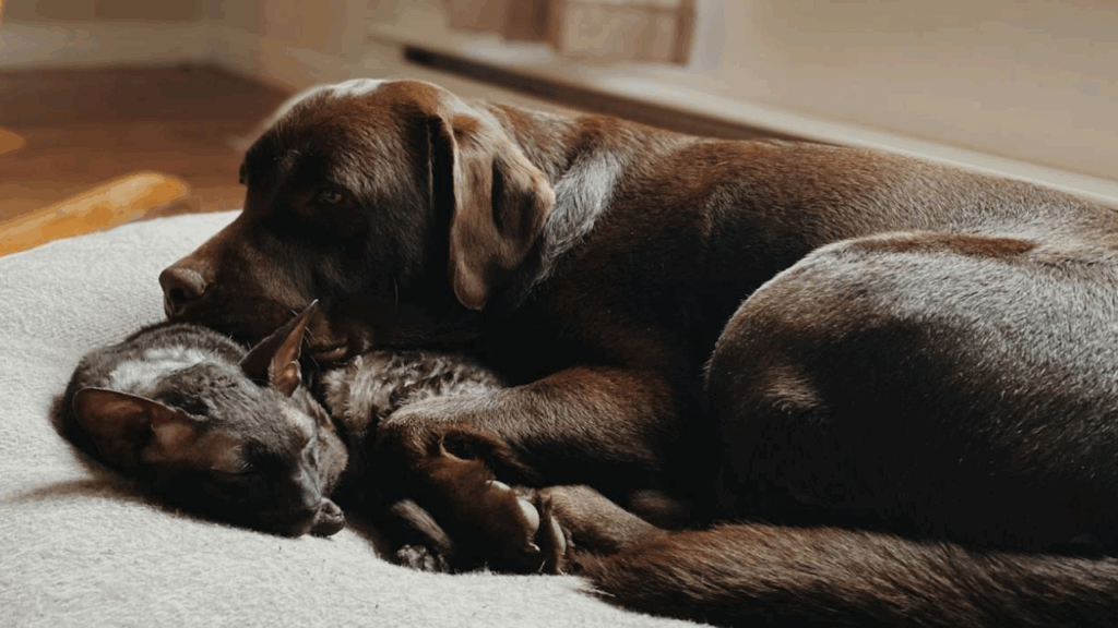 Labrador and cat