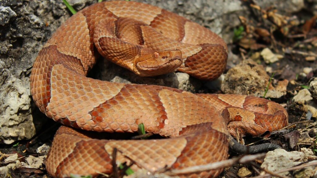 Copperhead Snake
