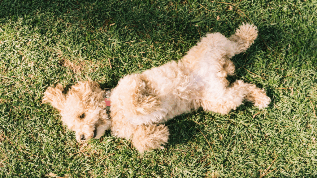 Dog rolling in grass