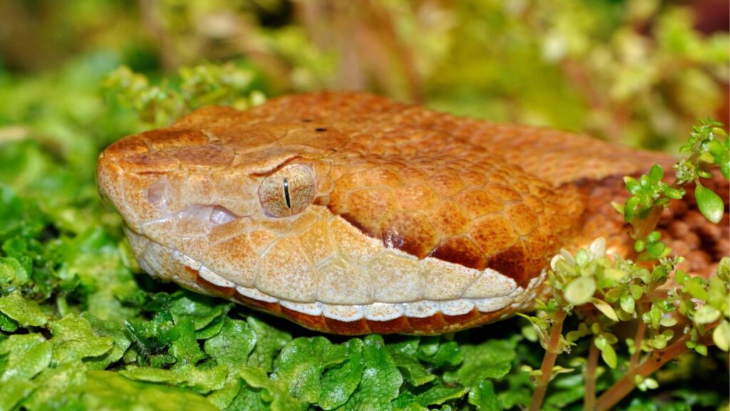 Copperhead Snake