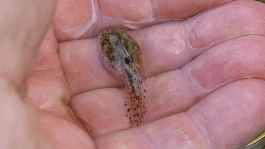 Tadpole
