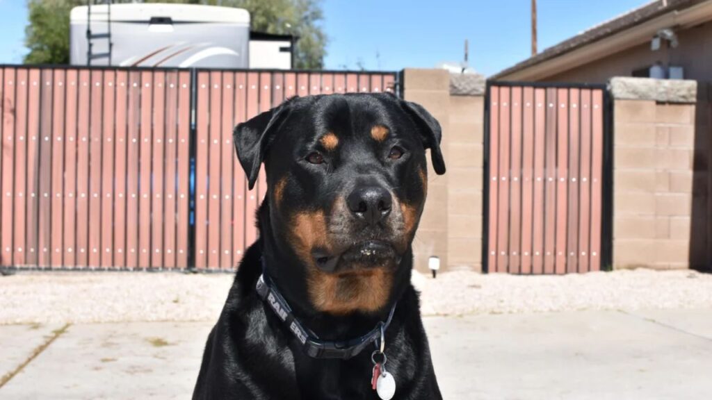 Chop - Grand Theft Auto V