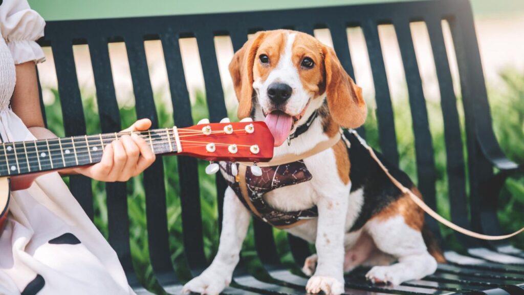 Dog Music