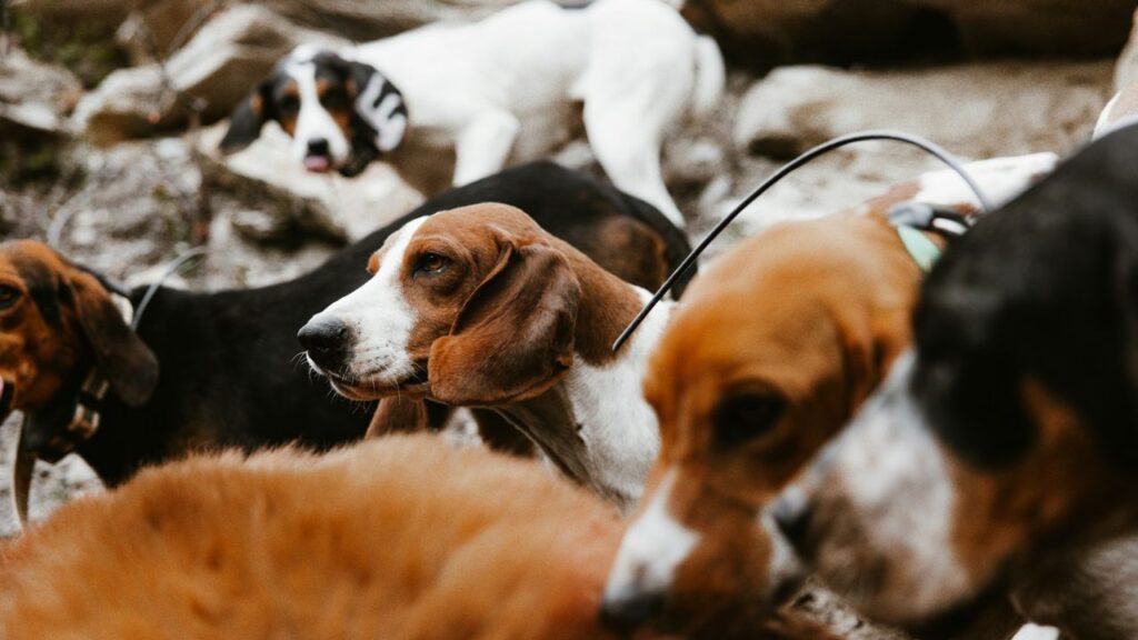 Dog Shelter
