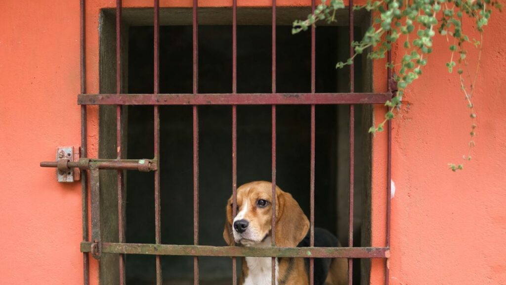 Dog Shelter