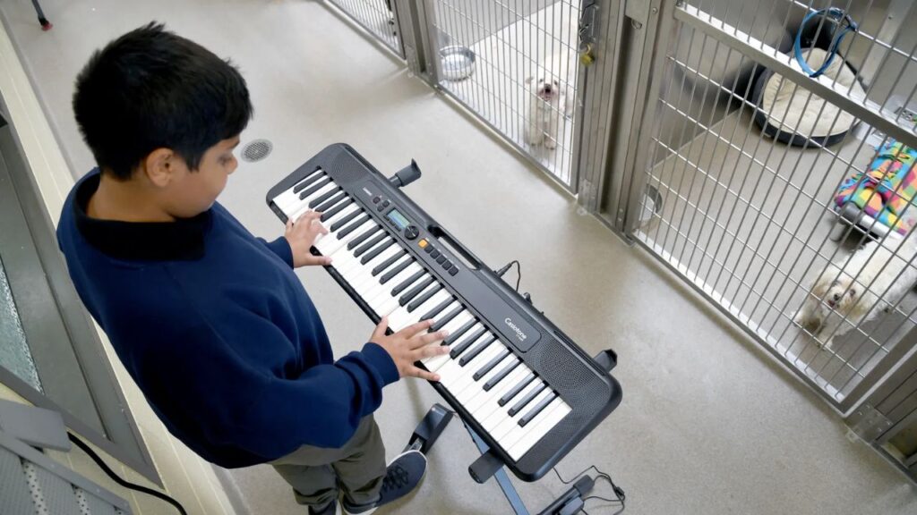 Dog Shelter Live Music