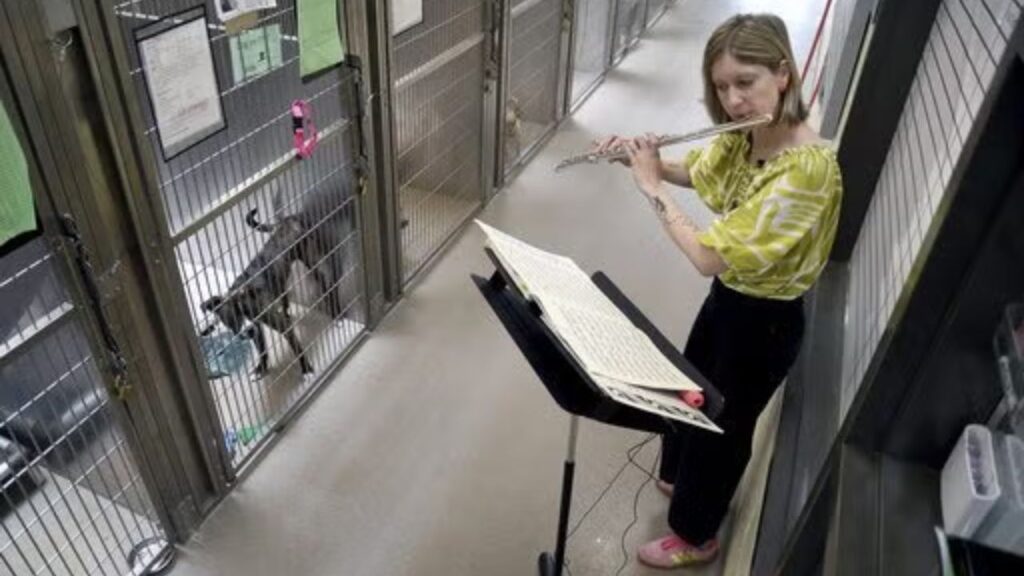 Dog Shelter Live Music