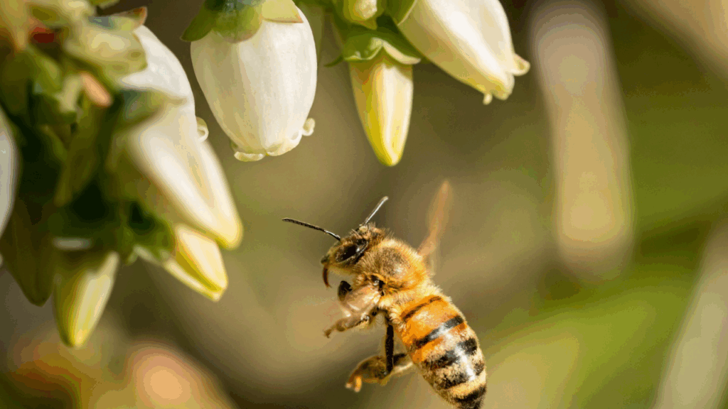 Honey bee