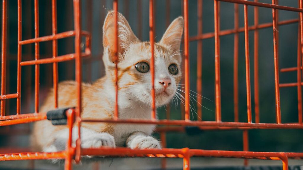 Cat Shelter