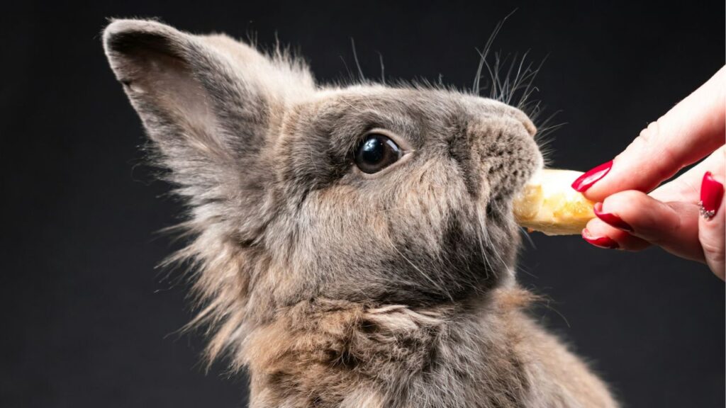 Rabbit Eating