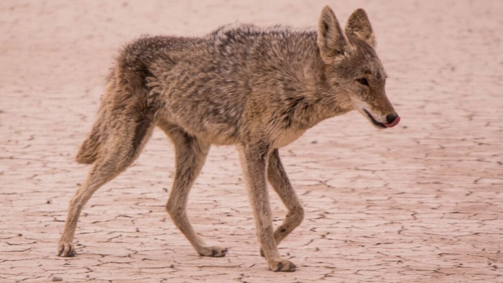 Coyote