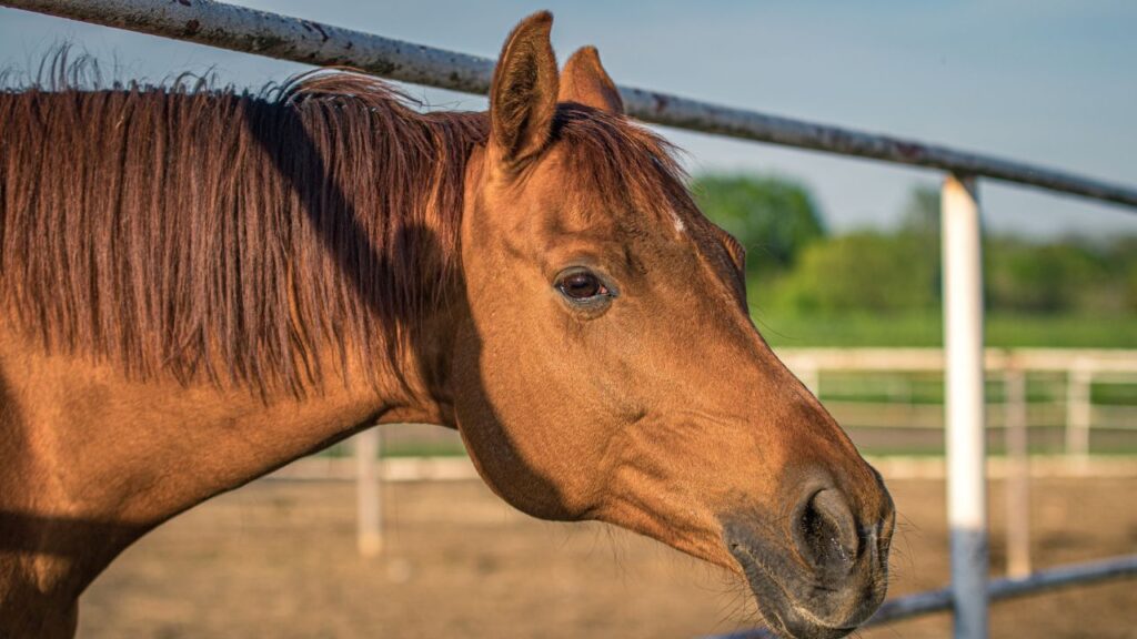 Horse Closeup