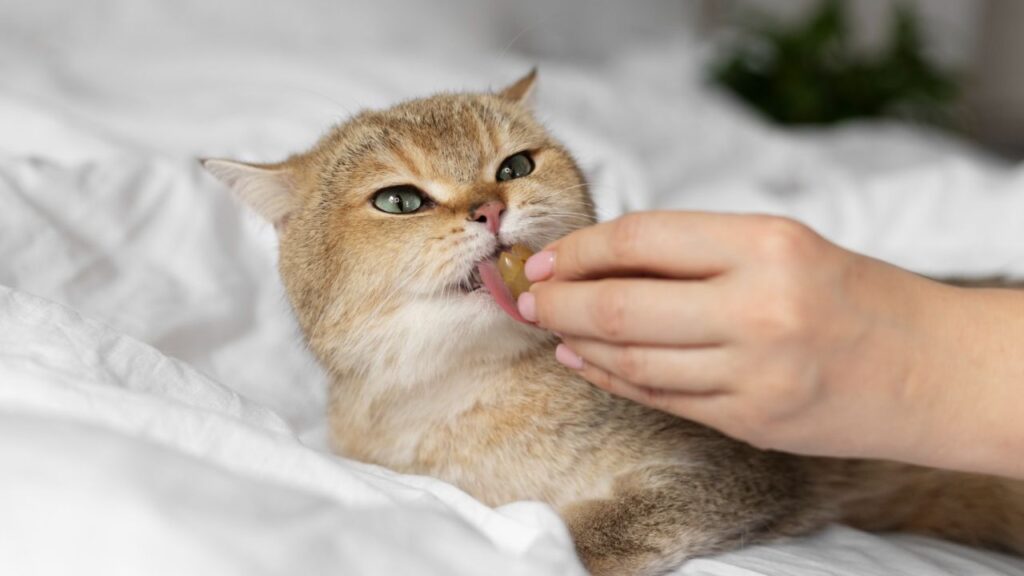 Cat Remedie