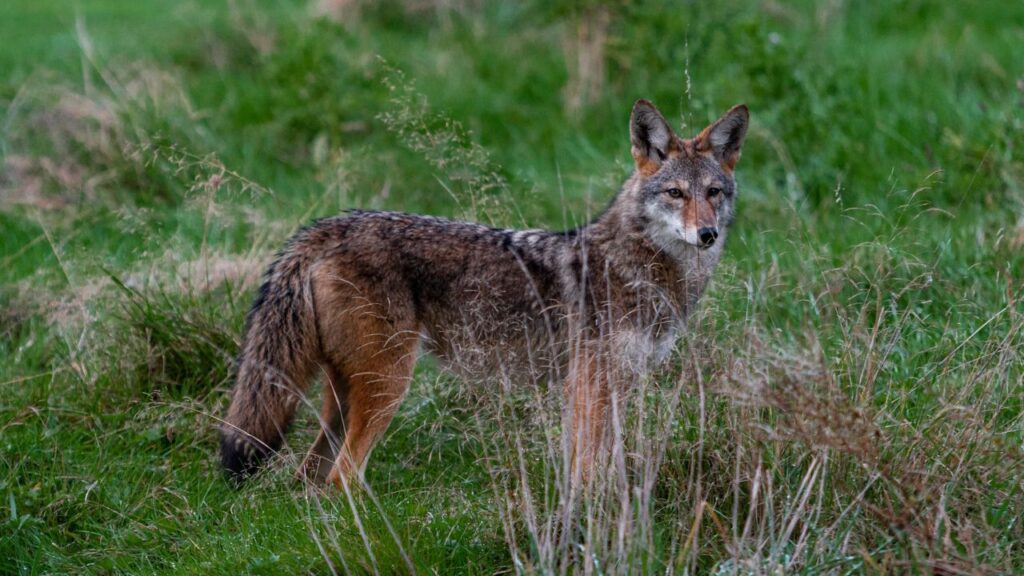 Coyote
