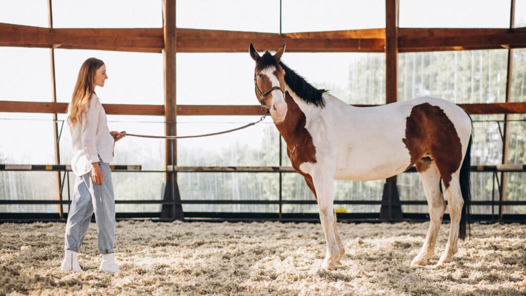 American Paint Horse