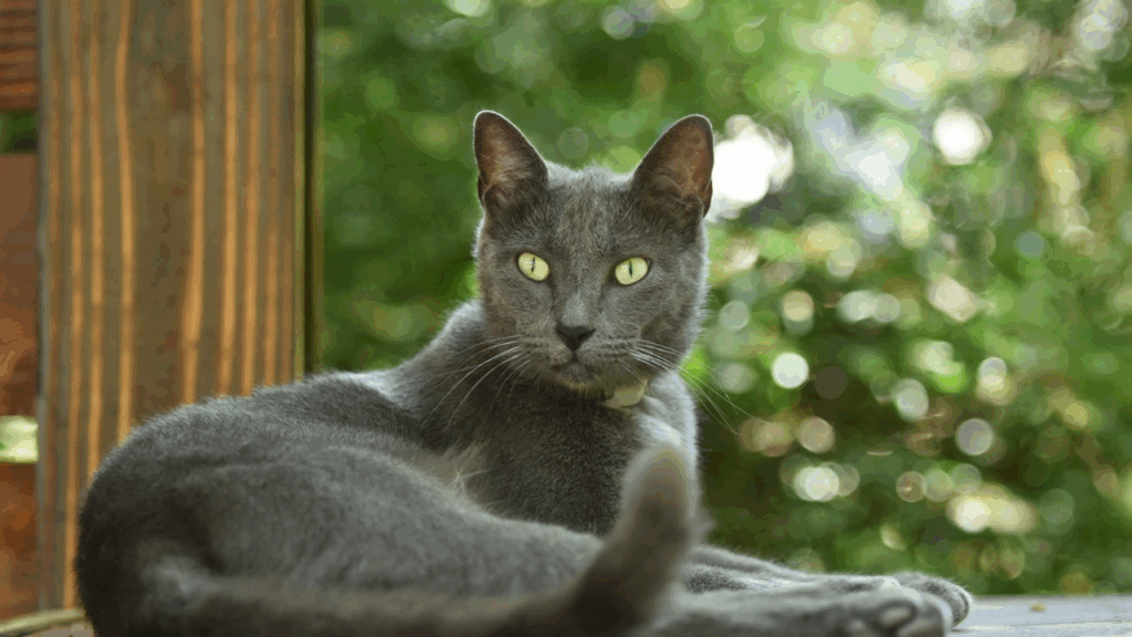 Russian Blue