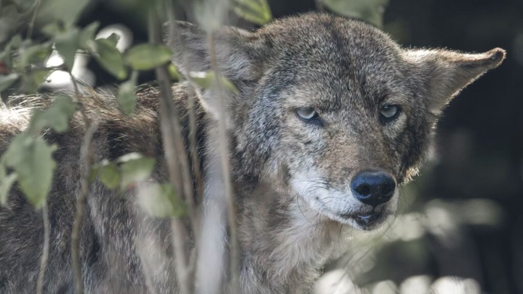 Coyote