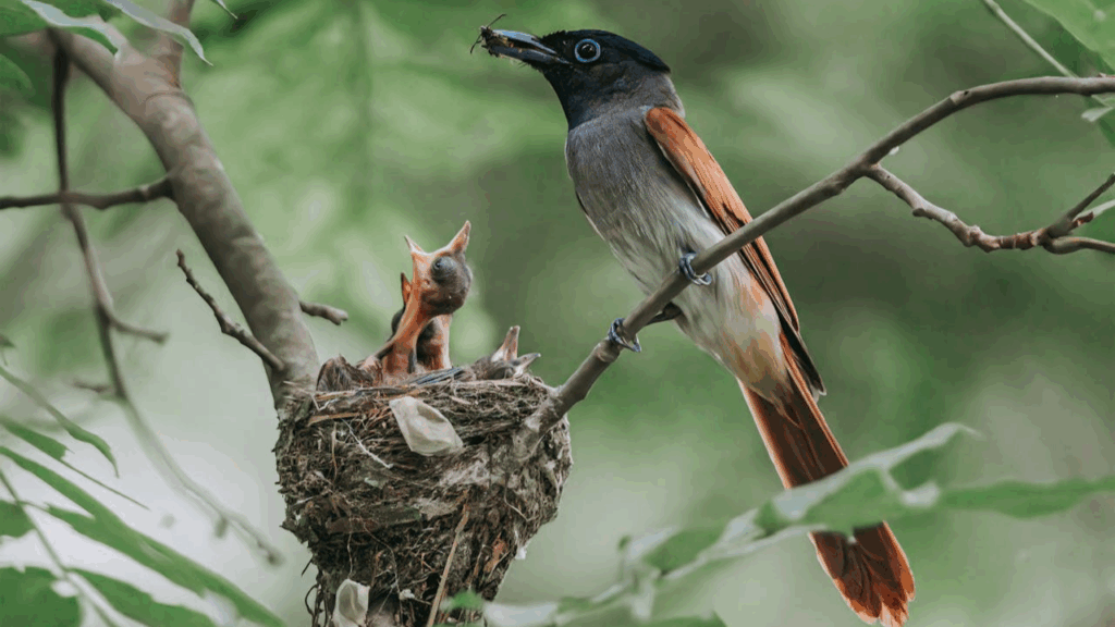Baby birds with mumma bird