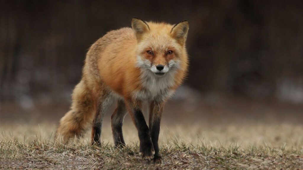 Fox