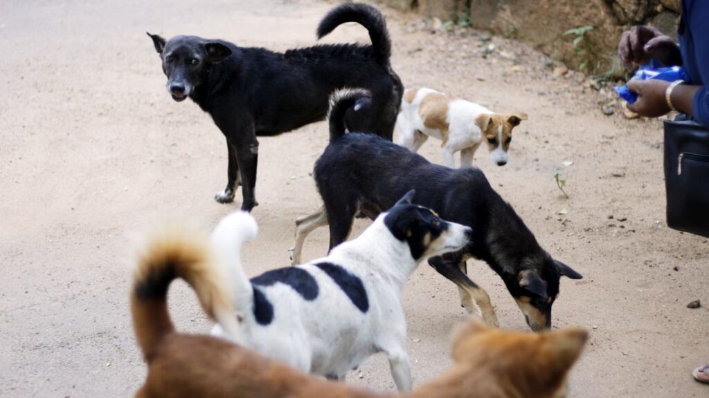 Feral Dogs