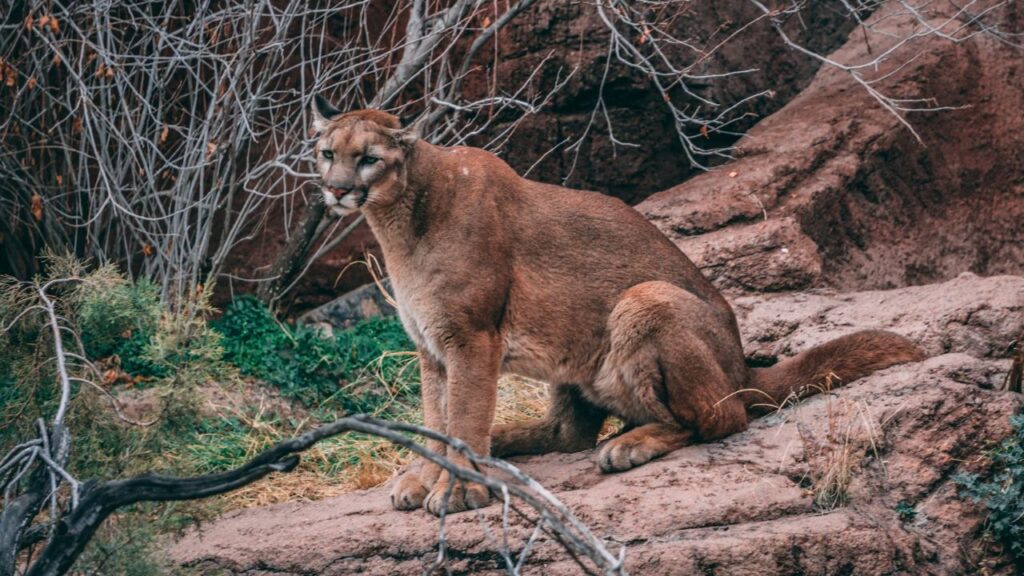 Mountain lion