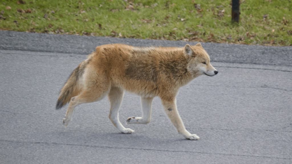 Coyote walking in road