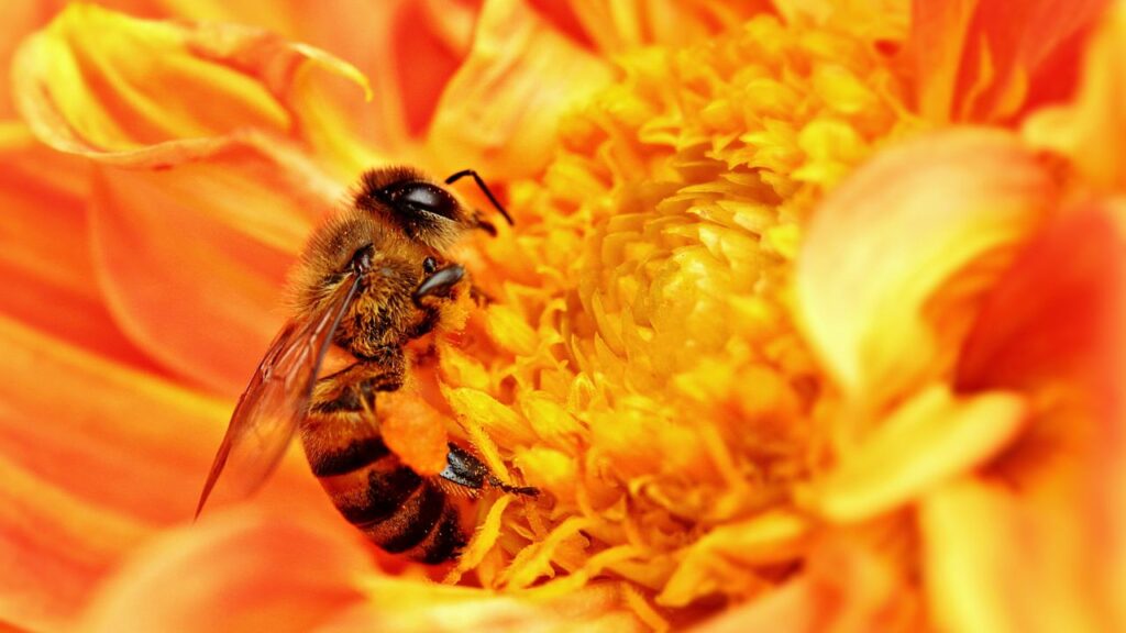 Killer Bee (Africanized honey bees)