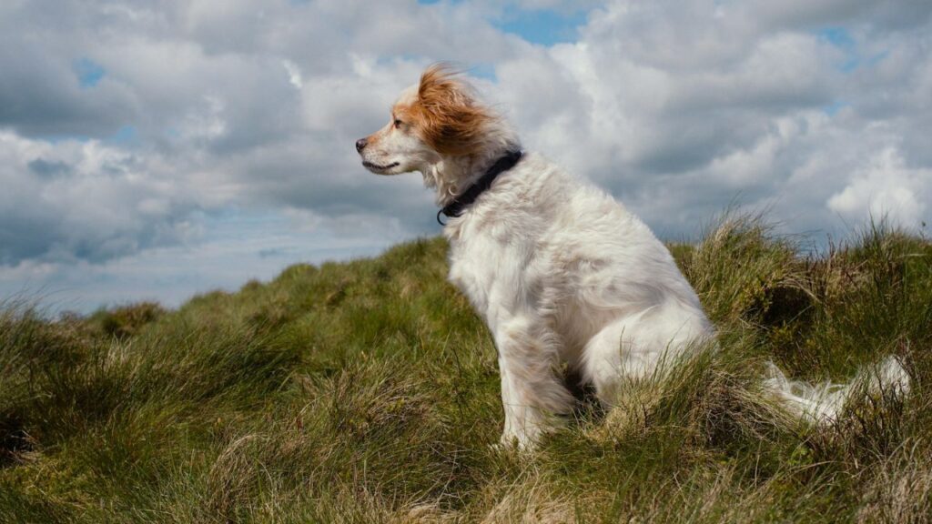 Dog Good Bye