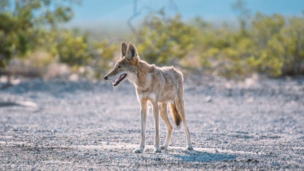 Coyote