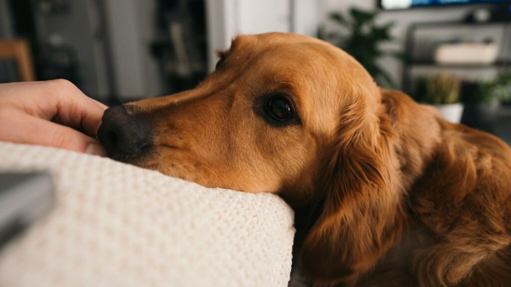 Dog Seeking Attention