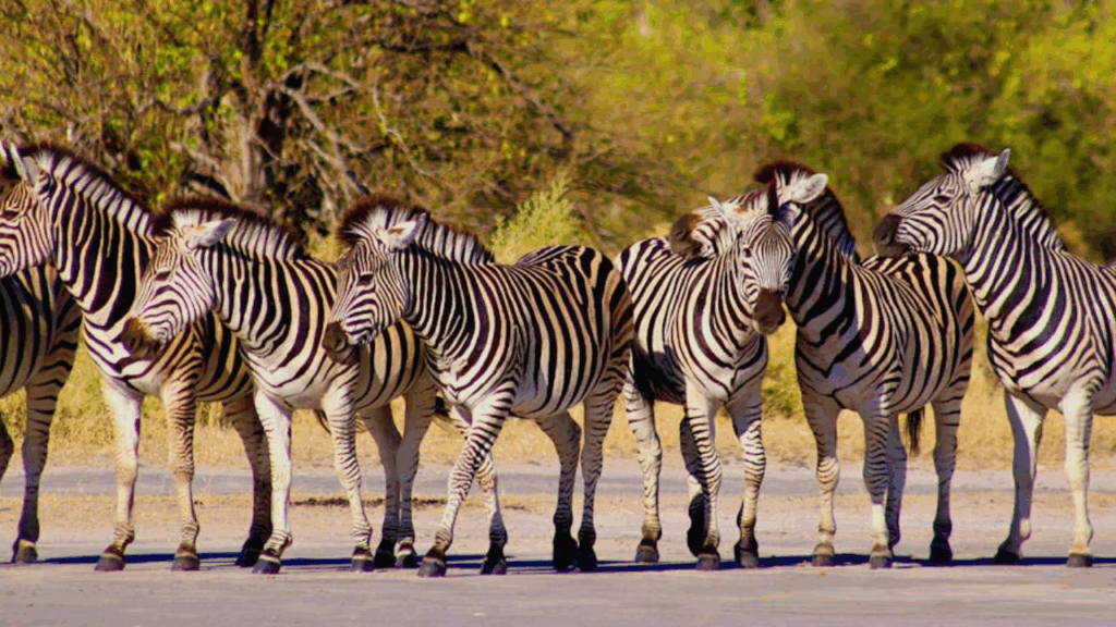 large herd zebras wildebeest together