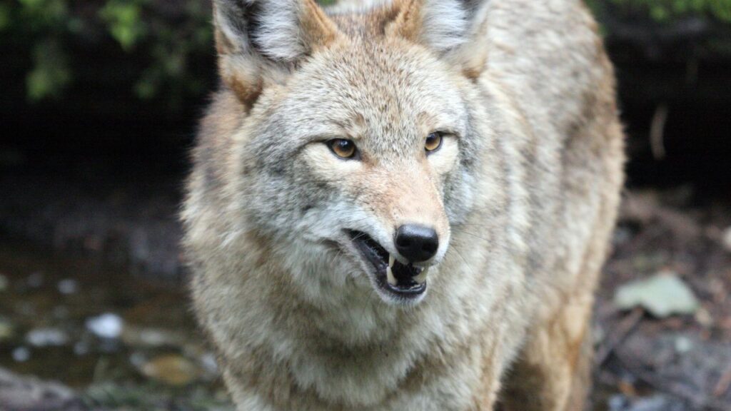 Coyote
