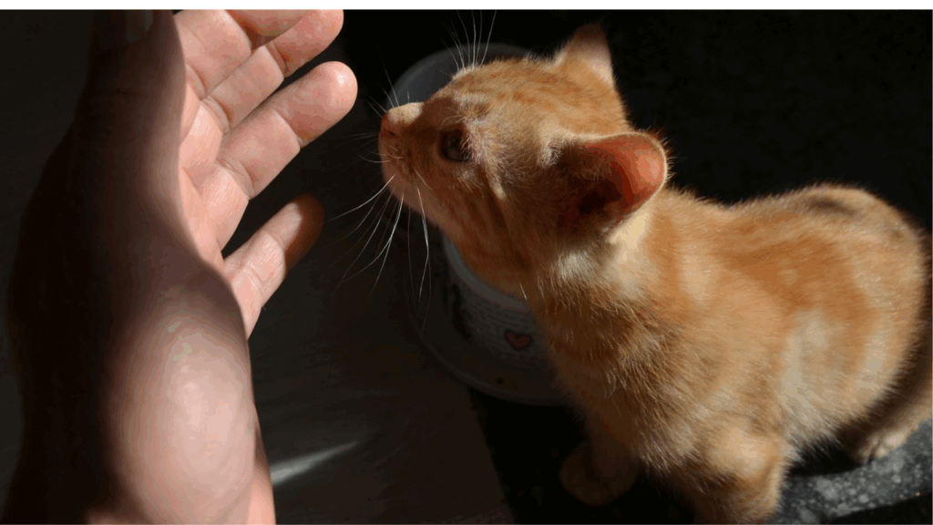cat swatting human hand