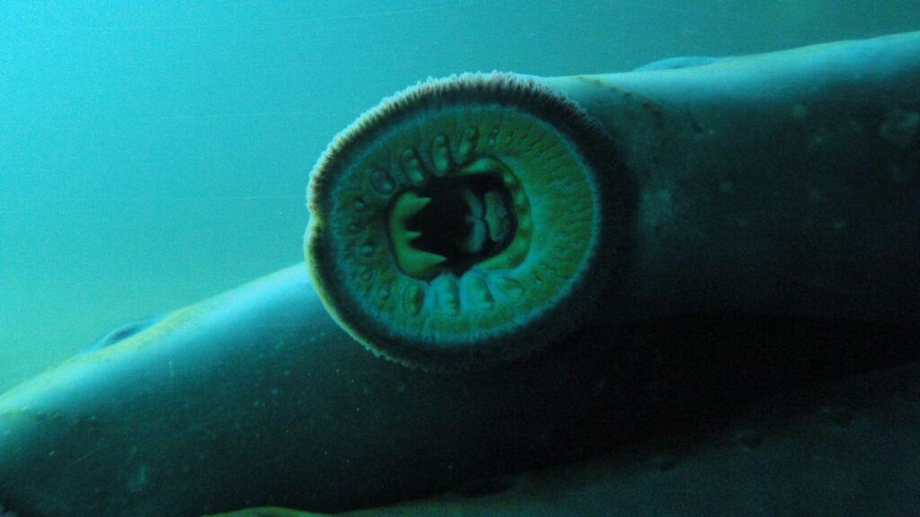 Lamprey