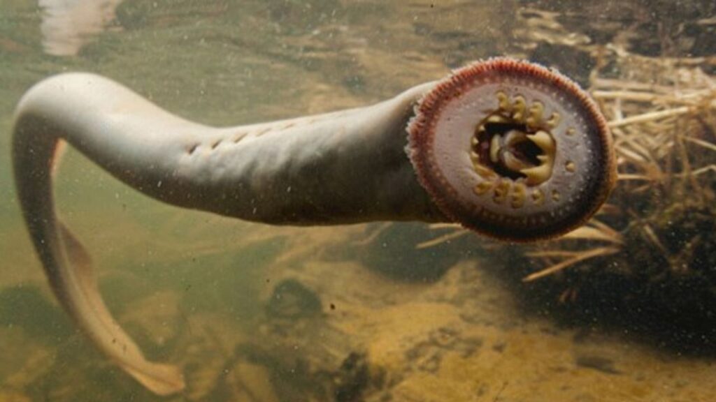 Lamprey