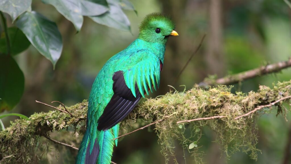 Resplendent Quetzal
