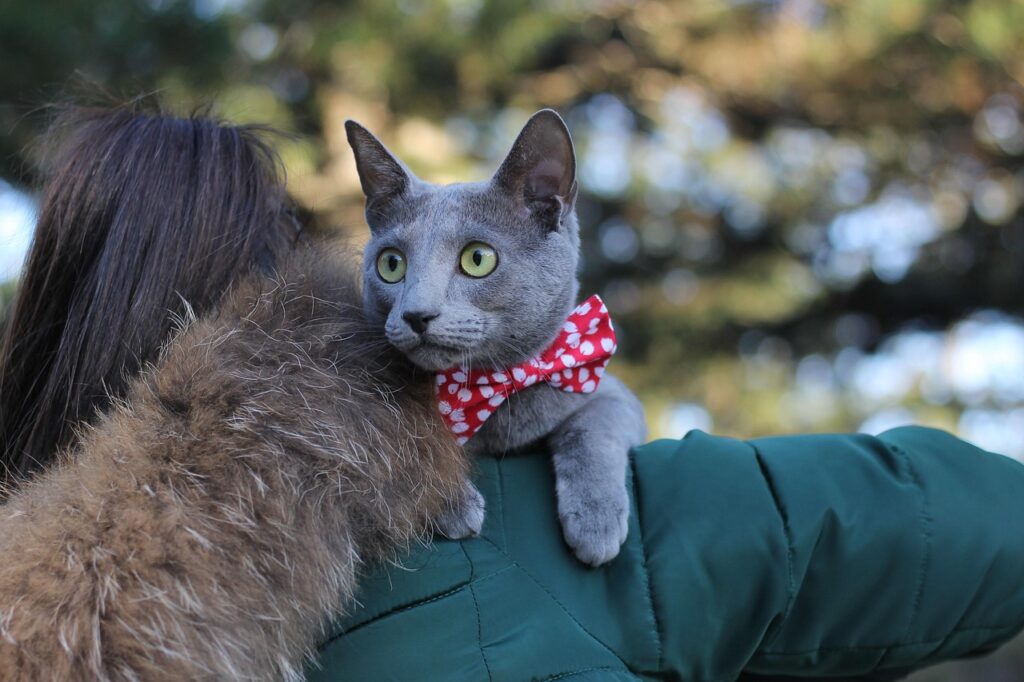 Russian Blue with a person
