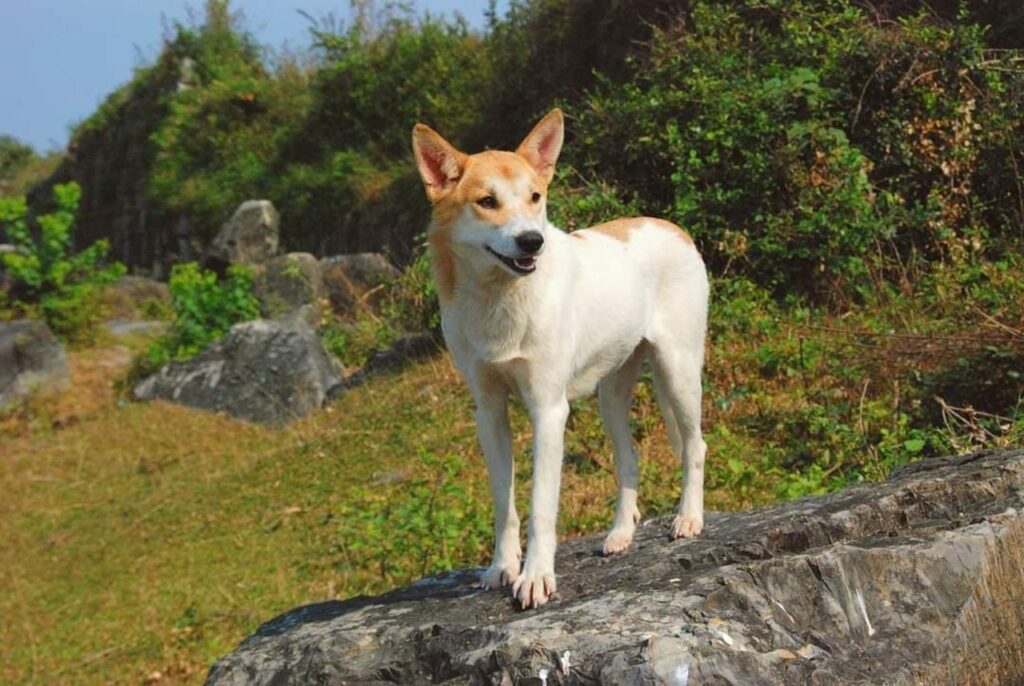 Vietnamese Village Dog