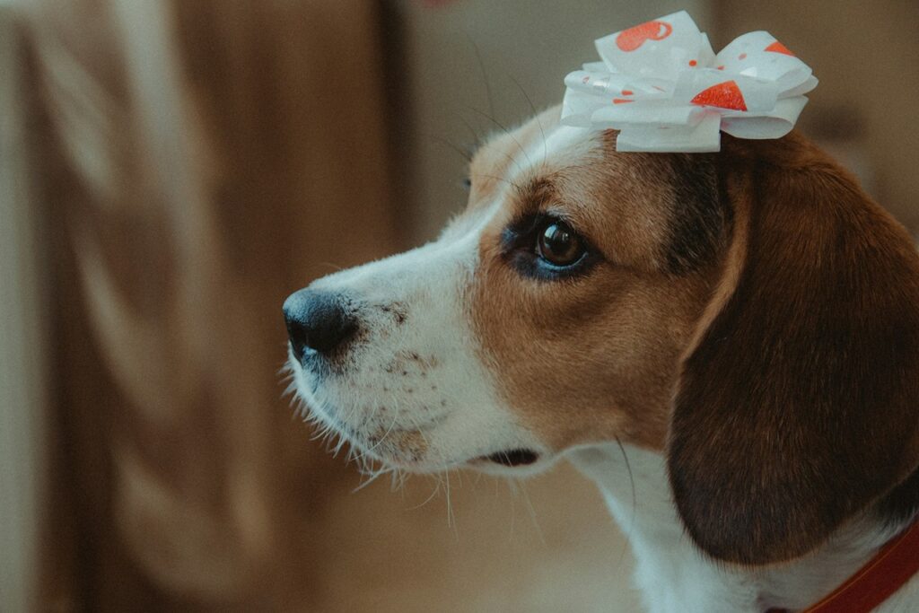 Beagle
