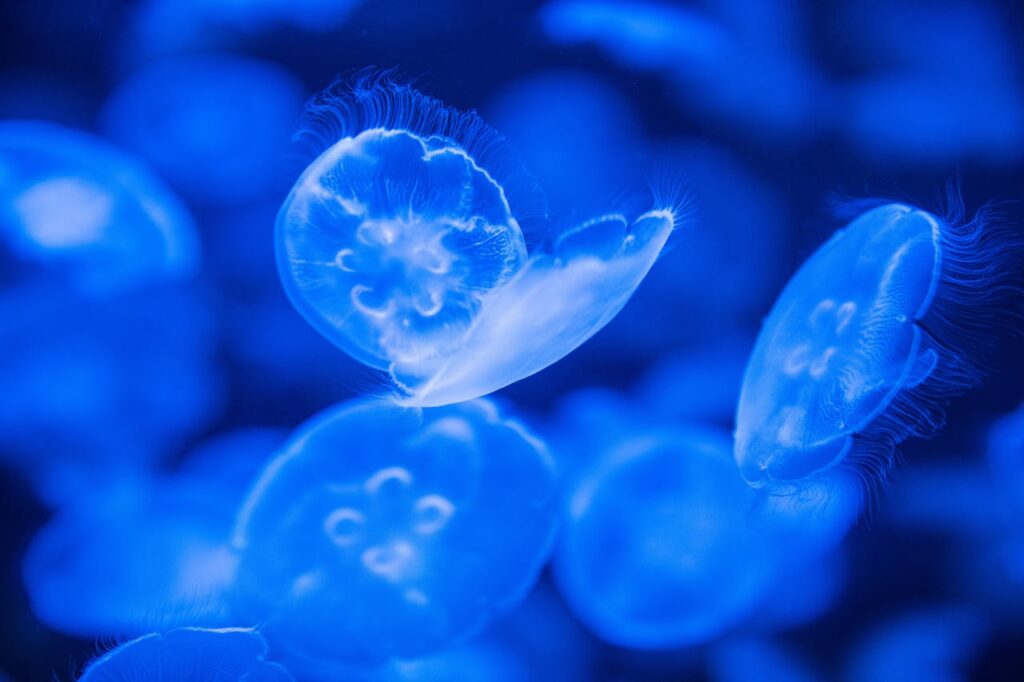 Jellyfish