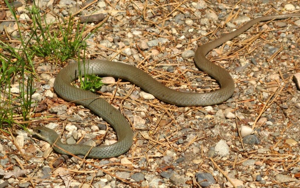  Western Yellow-bellied Racer