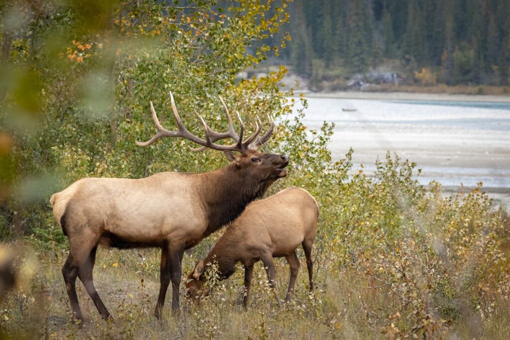 Alaska Caribou