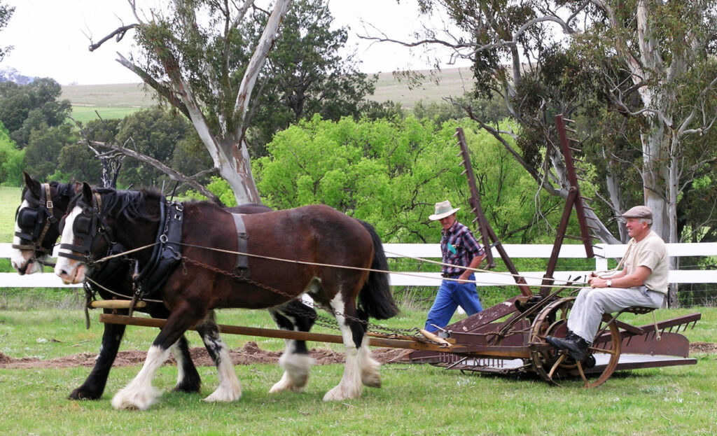 australian draught horse
