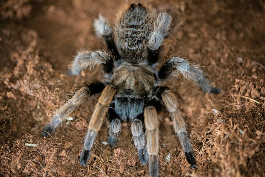 Tarantula
